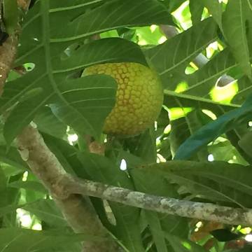 Vacation Home for 3 Guests in Kalapana, Island of Hawaii, Picture 3