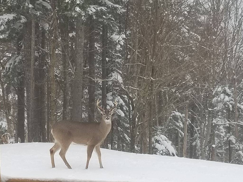 Ganze Wohnung, Gegenüber von Central Village / Pisten! 3Br Midweek Specials !!! W-Lan in Snowshoe, Greenbrier River