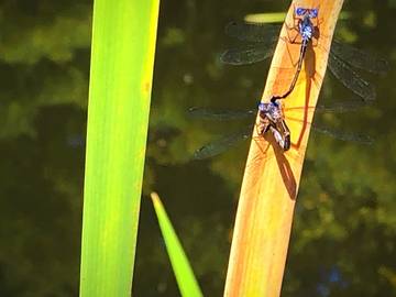 Camping for 3 Guests in Maine, USA, Picture 4