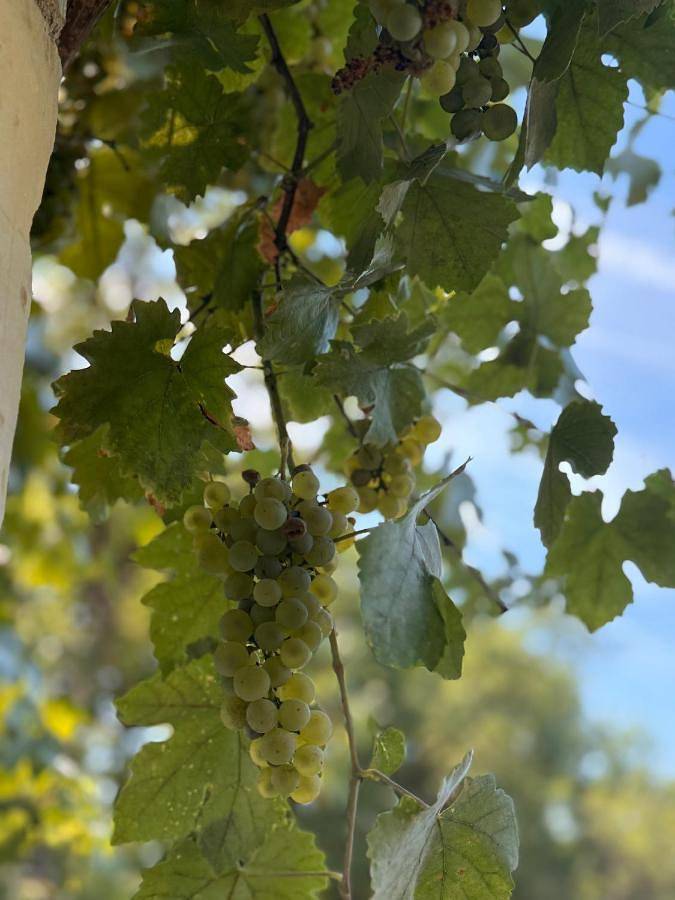 Gîte pour 4 personnes, avec piscine ainsi que jardin et vue à Fondettes - 4