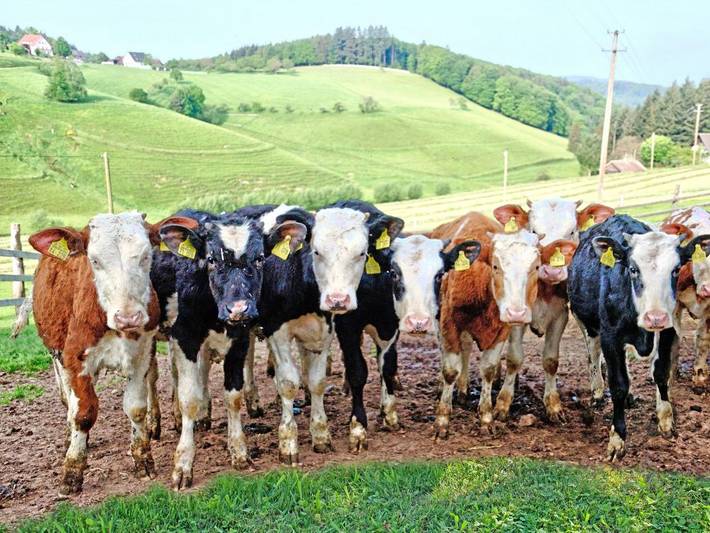 Bauernhof für 2 Personen, mit Pool und Garten sowie Whirlpool und Terrasse, kinderfreundlich im Schwarzwald - 4
