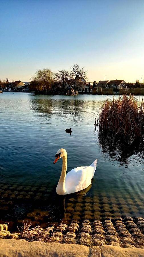 Gîte pour 4 personnes, avec vue et vue sur le lac à Vigneux-sur-Seine - 2