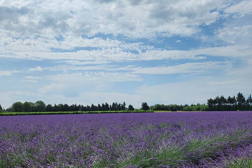 La petite Violette-Gîte-Confortable-Baño privado-Vista al Jardín in Violès, Vaucluse