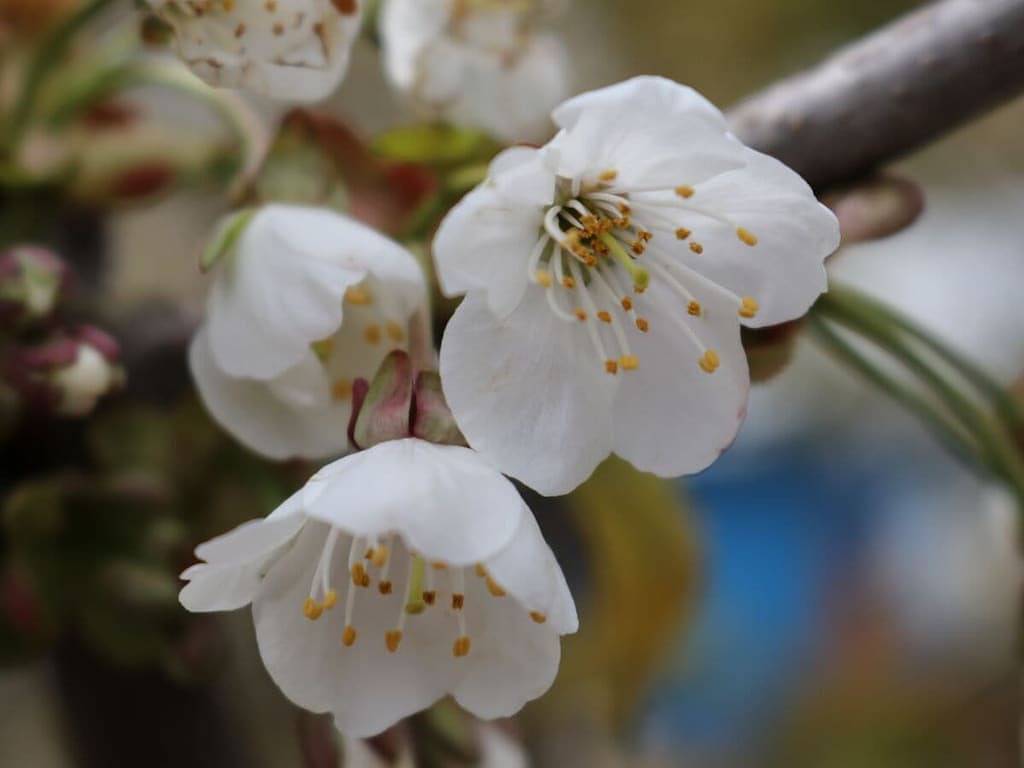 Tarnewitz in der Gutsscheune Thorstorf in Thorstorf, Warnow