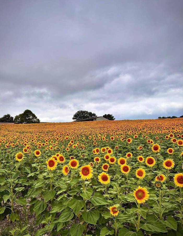 Location de vacances pour 15 personnes, avec jardin ainsi que vue et piscine à Belvèze - 3