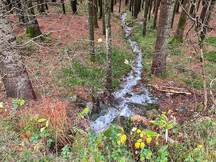 Gästezimmer in den Bergen, Haustiere erlaubt in Ventron, Regionaler Naturpark Belchen der Vogesen