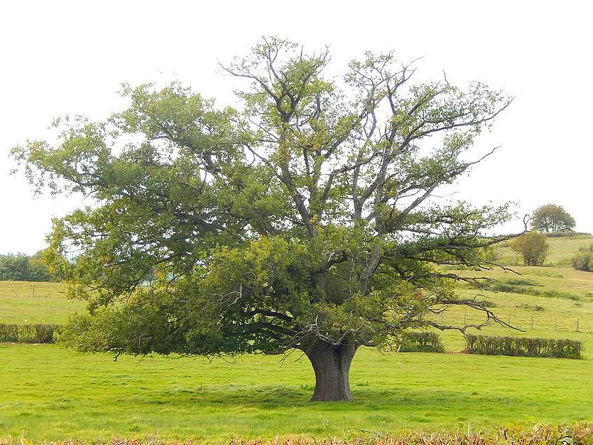 Gîte for 5 personer med have in Morey, Chalon-sur-Saône Området