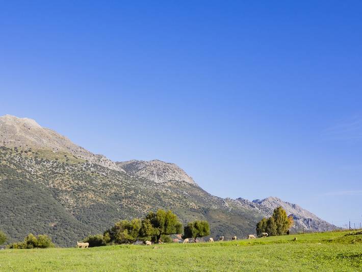 Chalet para 19 personas, con terraza y jardín en Serranía de Ronda - 4