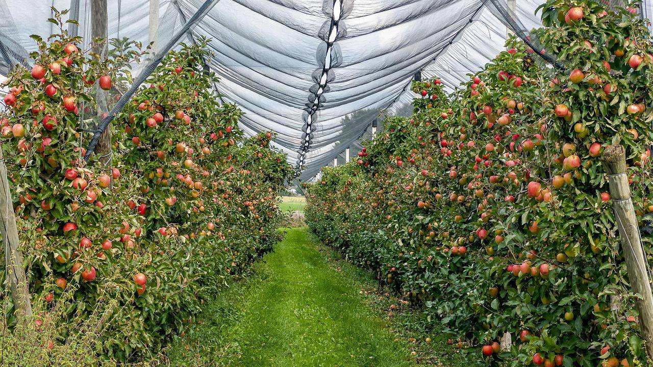 Ganze Ferienwohnung, Ferienwohnung für 5 Personen (65 m²) in Ravensburg in Ravensburg, Region Bodensee-Oberschwaben