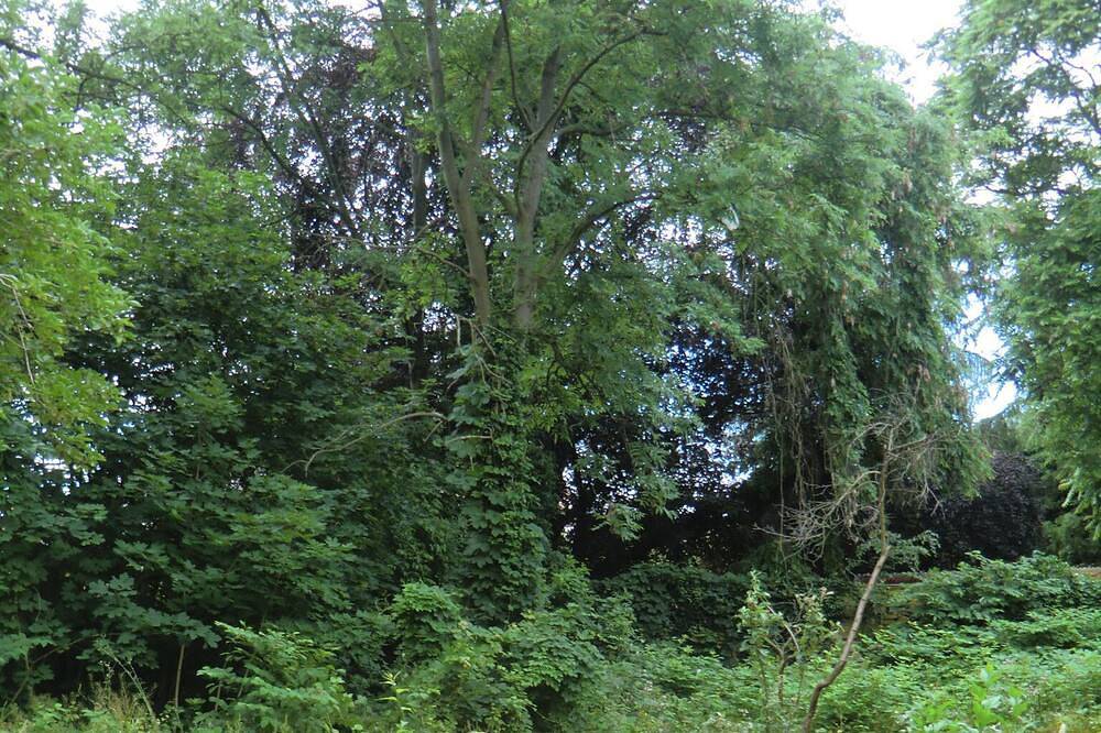 Ganze Wohnung, Ferienwohnung Rosenflair am Elbradweg nahe Magdeburg in Schönebeck (Elbe), Elbe-Börde-Heide