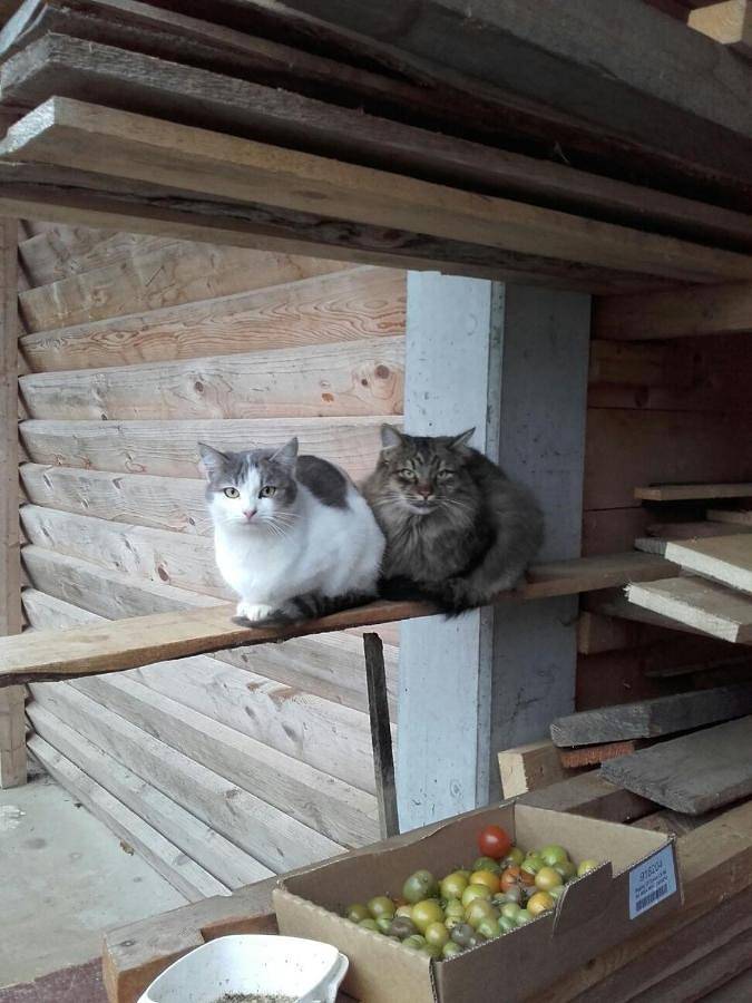 BnB für 4 Personen, mit Garten und Balkon sowie Ausblick in der Oststeiermark - 2