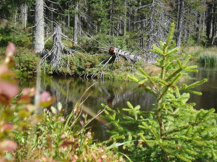 Pension für 2 Personen, mit Garten und Balkon in Lam - 4