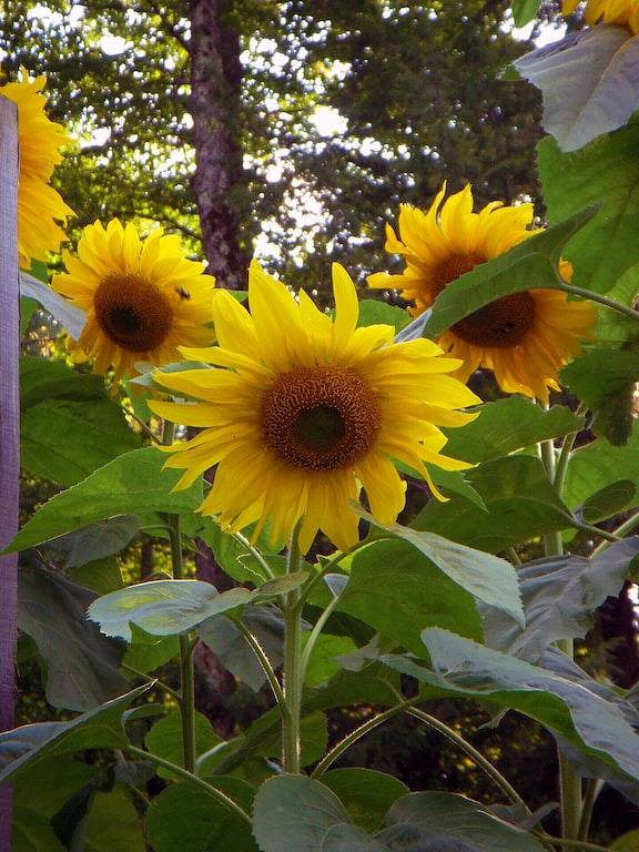 Luxury Chalet Magnifique Peaceful retreat on mountain brook .. in Glen Sutton in Quebec