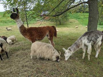 Barn for 8 Guests in Minnesota, USA, Picture 1