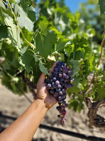 Villa para 7 Pessoas em Reguengos de Monsaraz, Distrito de Évora, Foto 4
