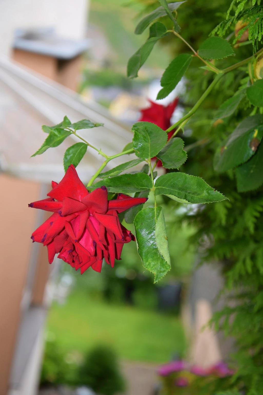 Ganze Ferienwohnung, Ferienwohnung Burgblick in Bernkastel-Kues, Bernkastel-Kues & Umgebung