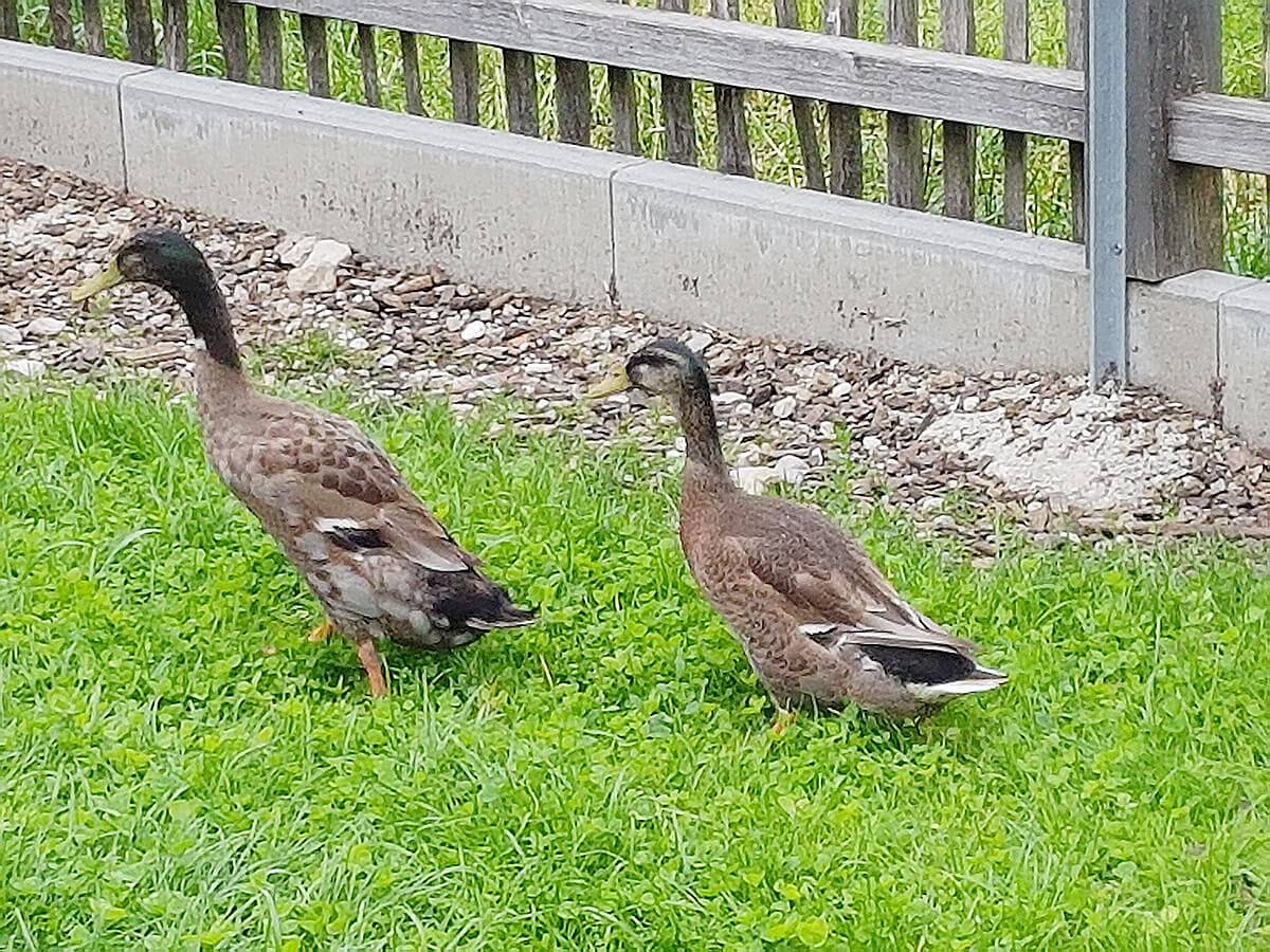 Streidlhof - Fewo Gartenwohnung in Brauneck (Lenggries), Lenggries