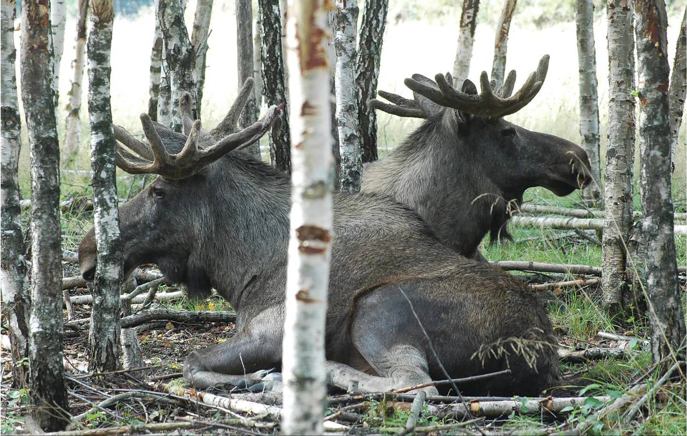 Ganze Ferienwohnung, Ferienwohnung für 6 Personen mit Garten in Värmland