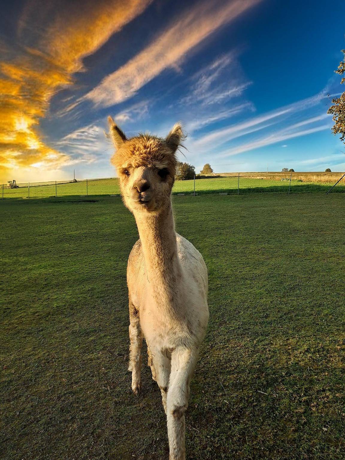 Chalet Auszeit im Schönseer Land - Chalet Goldstück in Schönsee, Naturpark Oberpfälzer Wald