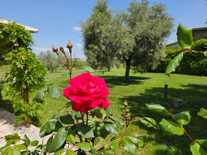 Gîte pour 8 personnes, avec piscine ainsi que jardin et vue, animaux acceptés à Pitigliano - 4