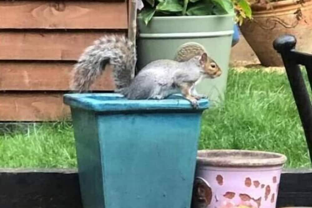 Entire apartment, The Studio on The Green; Tranquil getaway near Windsor Great Park. Pet friendly! in Thorpe Park, Surrey