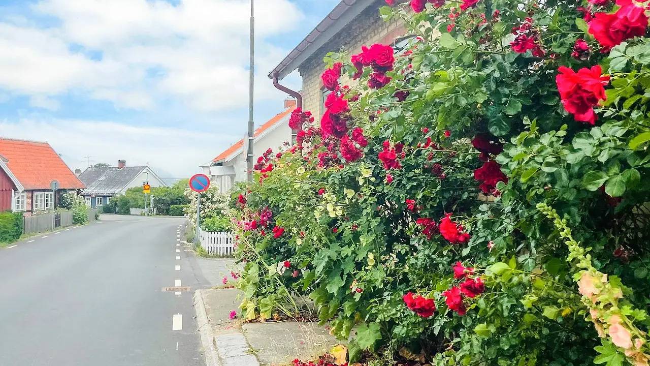 Ferienhaus für 5 Personen (50 m²) in Kivik in Kivik, Österlen