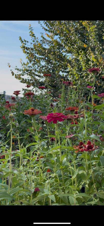 Maison de campagne pour 4 personnes, avec jardin et vue à Sigüenza - 4