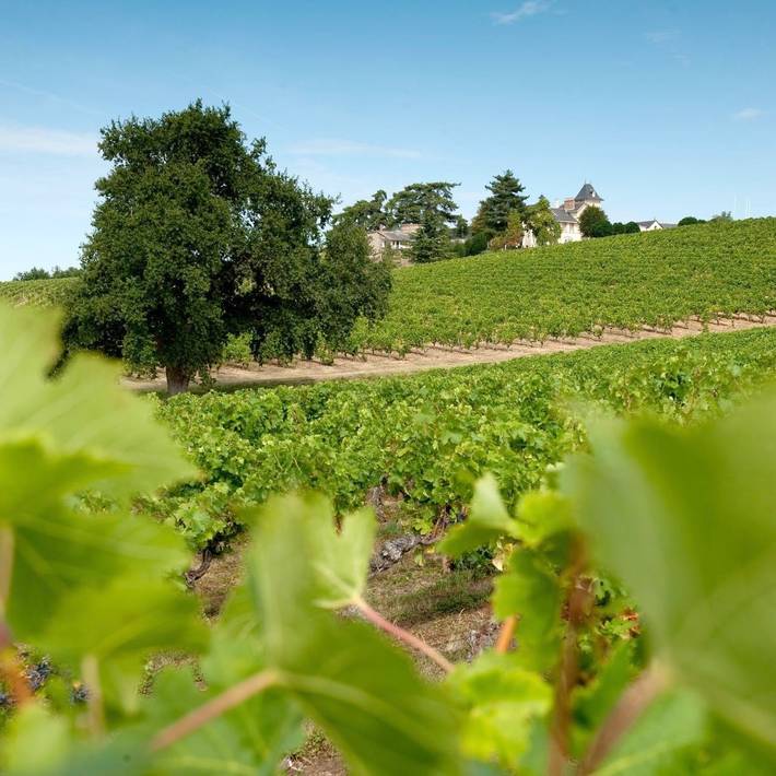 Gîte pour 2 personnes, avec jardin ainsi que vue et terrasse à Beaulieu-sur-Layon - 2