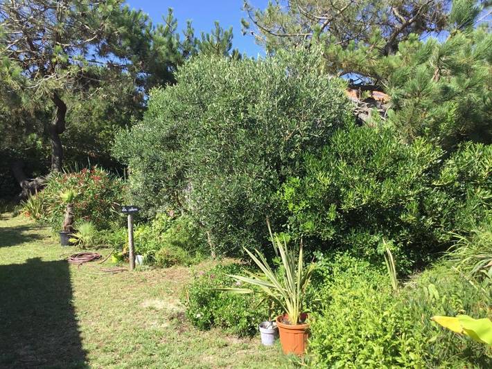 Maison d’hôte pour 2 personnes, avec jardin ainsi que vue et terrasse, animaux acceptés au Cap Ferret - 3