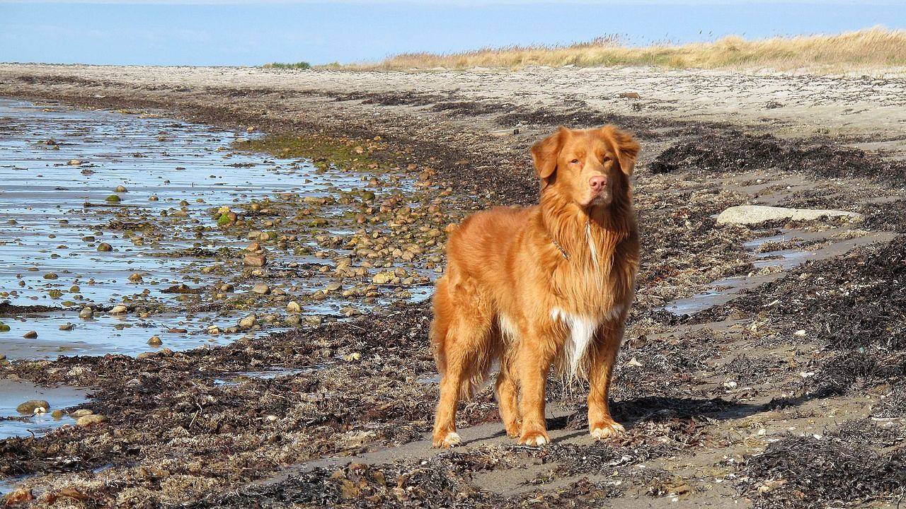 Entire holiday apartment, Ferienwohnung für 4 Personen (105 m²) in Steinbergkirche in Quern, Steinbergkirche