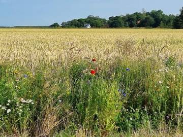 Ferieudlejning til 6 Personer i Napstjert, Ålbæk, Billede 4