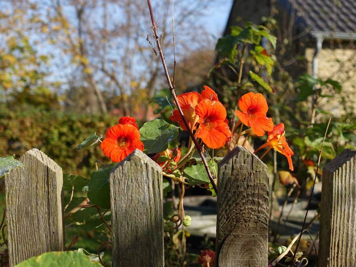 Ferienwohnung für 4 Personen, mit Garten und Ausblick, kinderfreundlich in Havelland - 4
