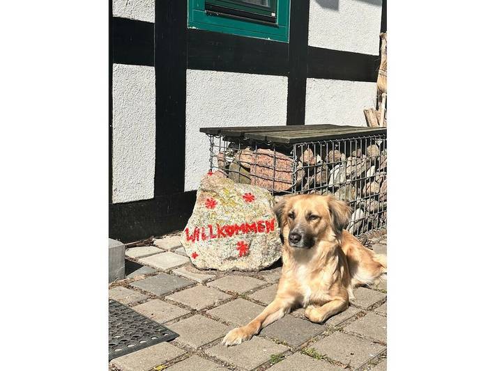 Ferienhaus für 4 Personen, mit Terrasse und Garten in Boiensdorf - 2