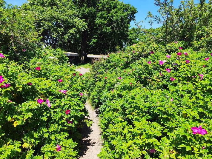 Ferienhaus für 6 Personen, mit Terrasse und Sauna sowie Garten und Whirlpool, kinderfreundlich in Grønninghoved Strand - 4
