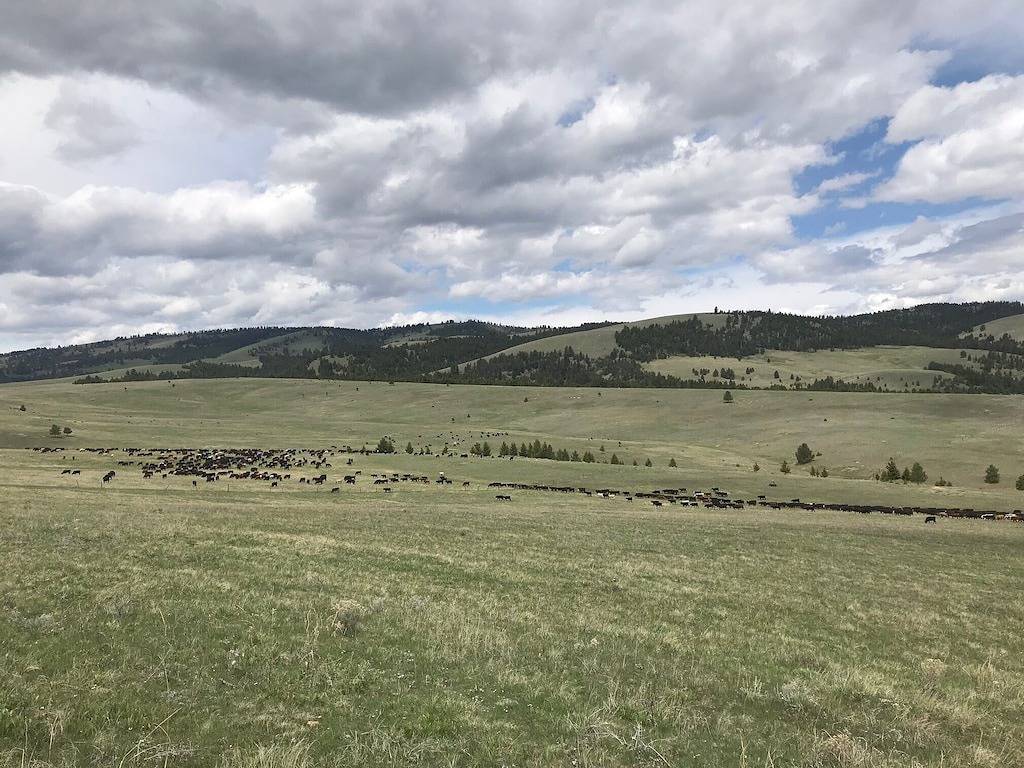 Spacious Ranch House in Granite County