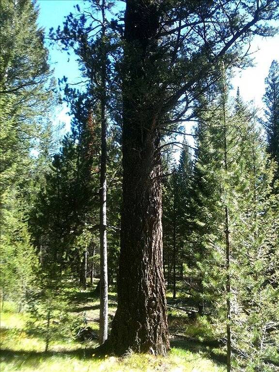 Holiday rental for 6 people, with garden, with pets in Montana