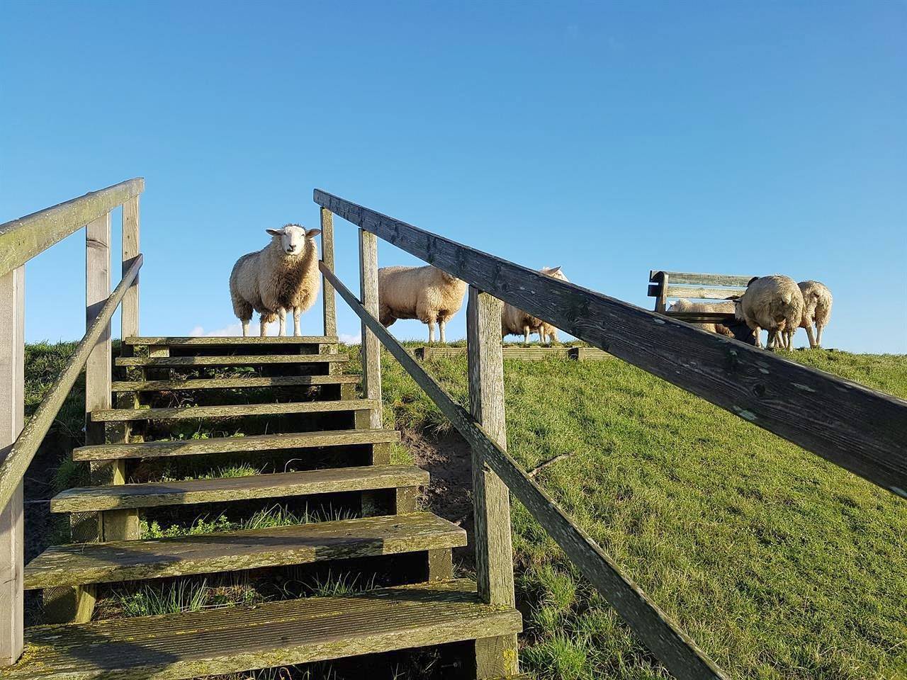 Ganze Ferienwohnung, Haus am Meer in Vollerwiek, Eiderstedt
