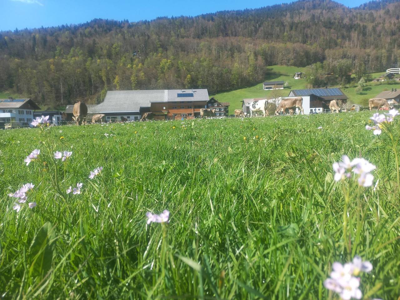 Ganze Ferienwohnung, Ferienwohnung Greber Regina - Ferienwohnung Regina Greber in Bezau, Bregenzerwald