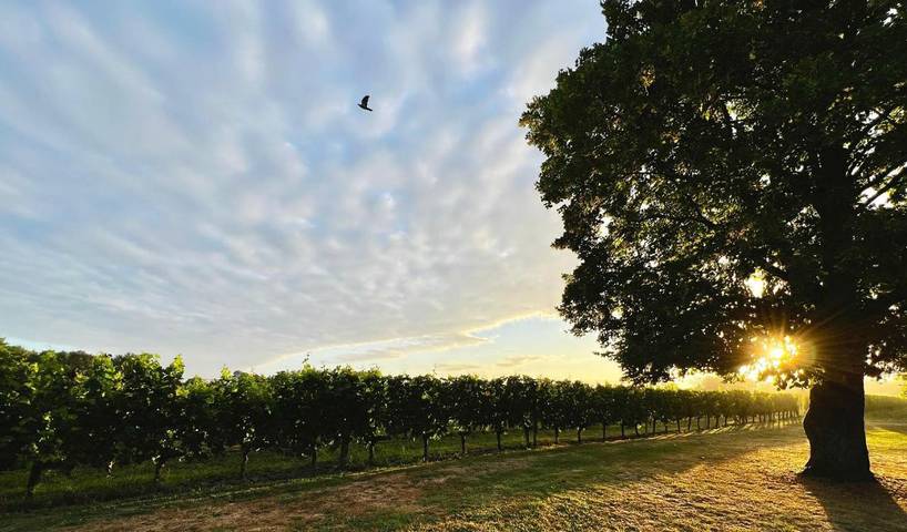 Location de vacances pour 4 personnes, avec piscine ainsi que vue et jardin à Flaujagues - 3