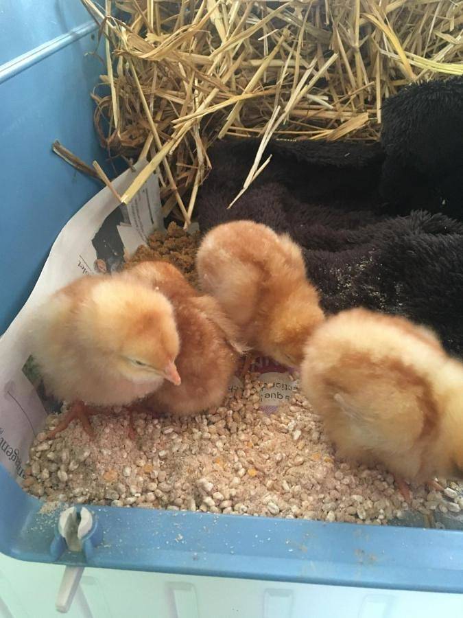 Maison d’hôte pour 4 personnes, avec jardin et terrasse à Mouchamps - 3