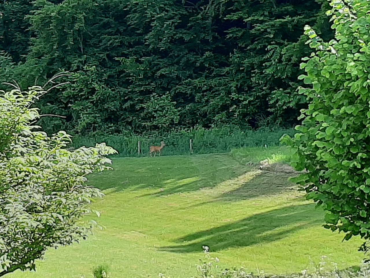 Ganze Ferienwohnung, Ferienwohnung Zizi - Ferienwohnung, 45 qm, 1 Schlafzimmer, 1 Wohn-/Schlafzimmer, max. 4 Personen in Stockach, Landkreis Konstanz