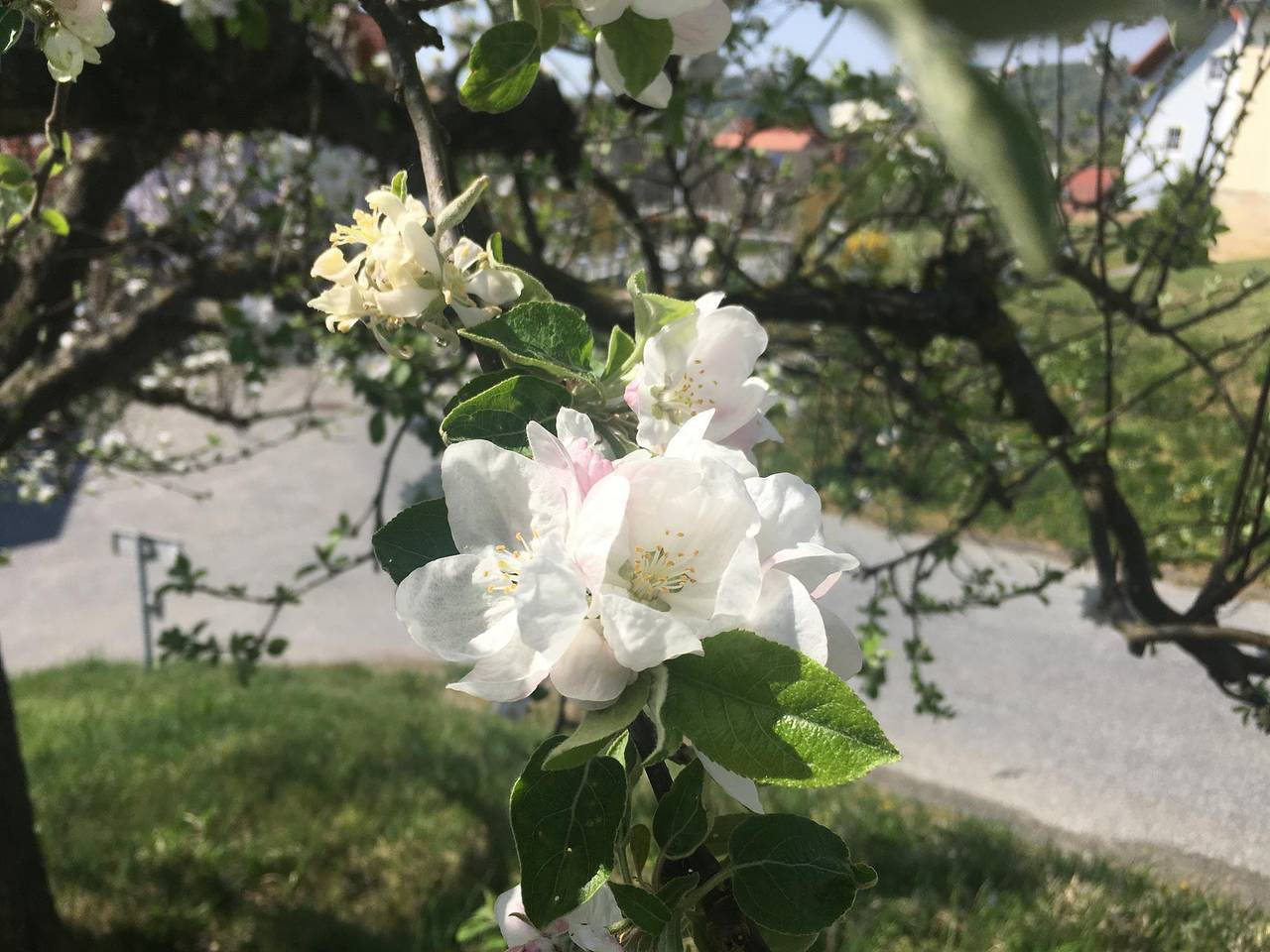 Doppelzimmer "Obstgarten" in Südoststeiermark, Sankt Anna am Aigen