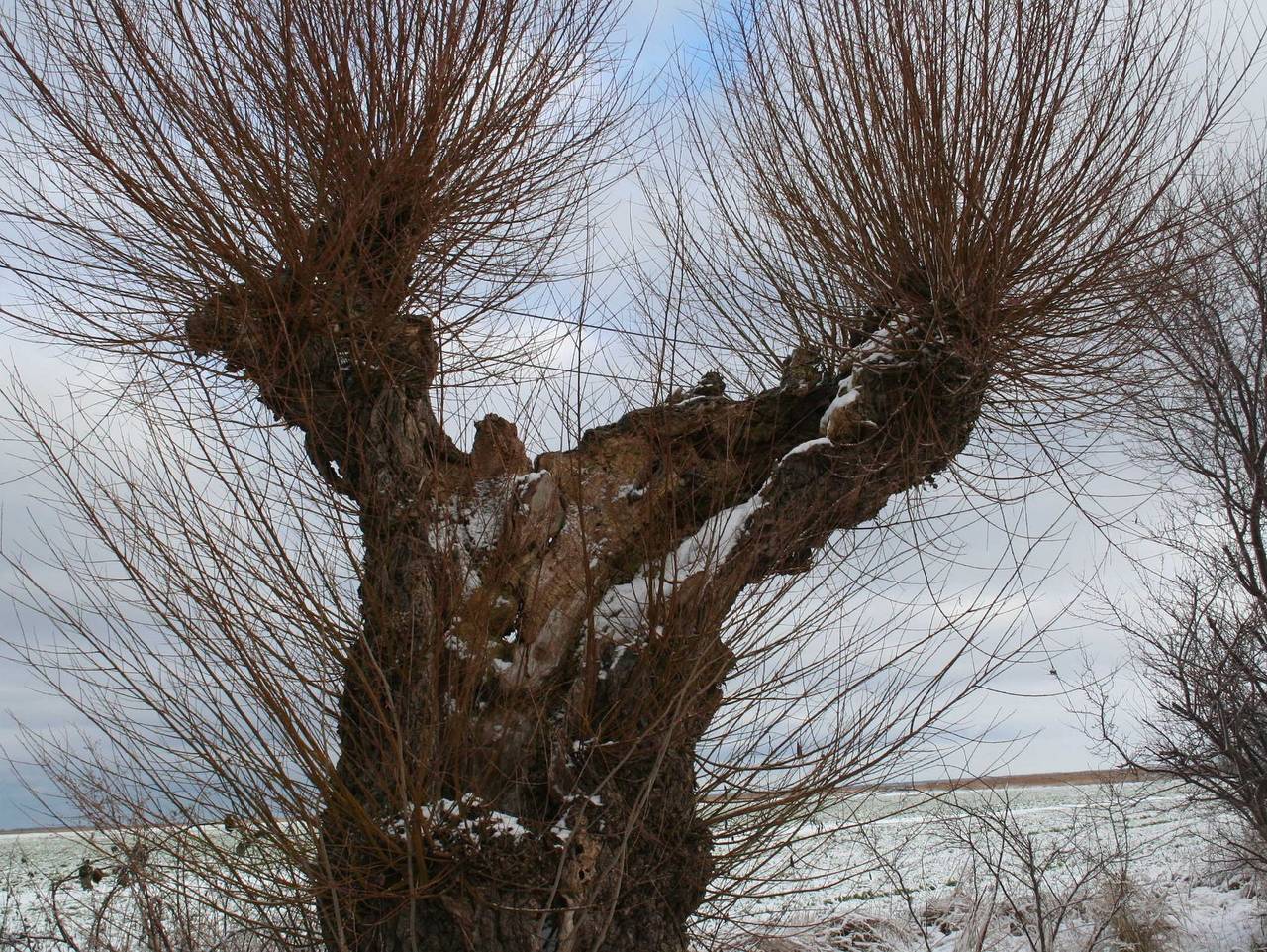 Ganze Ferienwohnung, Haus 1795 Storchennest - Haus 1795 Storchennest in Wustrow, Fischland