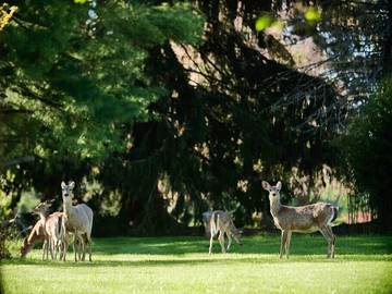 Cottage for 4 Guests in Raritan Township, New Jersey, Picture 2