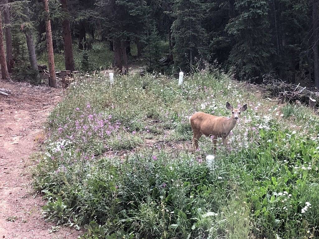 Ridgeviewreverie-moderner Rückzugsort in den Bergen mit Hot Tub in der Nähe von Fairplay / Breckenridge in Park County