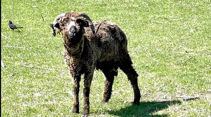 Cottage for 2 People in Wellington, New Zealand, Photo 2