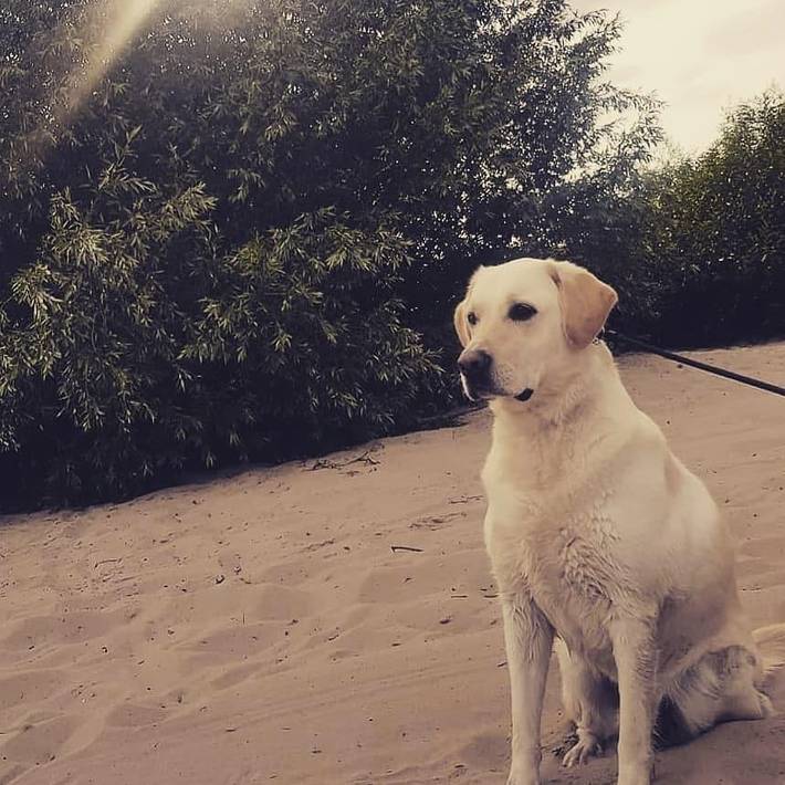 Ferienhaus für 4 Personen, mit Pool und Garten sowie Whirlpool und Sauna, mit Haustier in Europa - 4