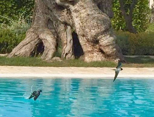 Casas rurais para 2 pessoas, com jardim e piscina e ainda vista em Fasano