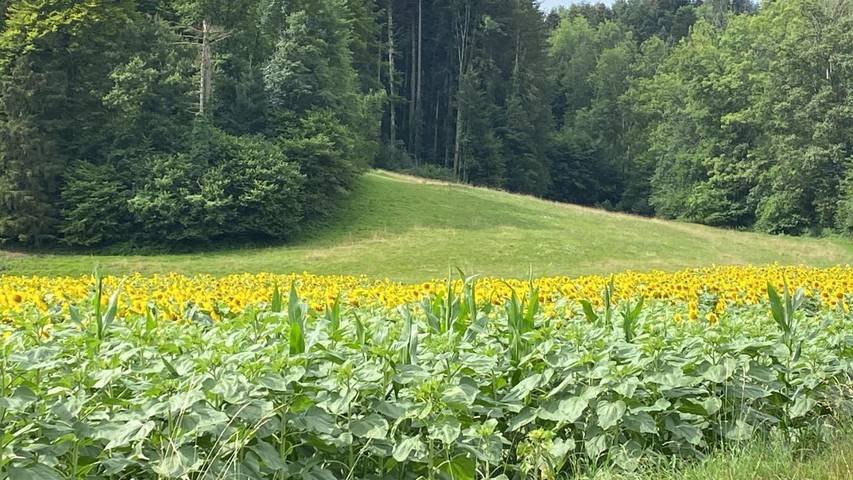Location de vacances pour 2 personnes, avec balcon et vue dans Lac Léman - 3