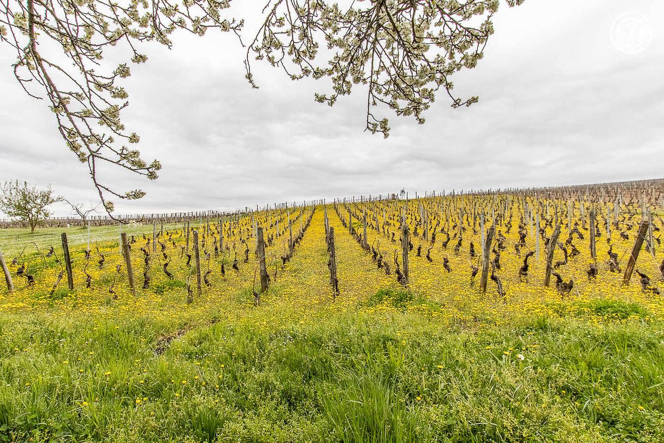 Les Piloselles in Solutré-Pouilly, Région de Mâcon